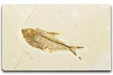 Fossil Fish (Diplomystus) - Wyoming #346956-1